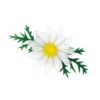 造花/菊の花白
